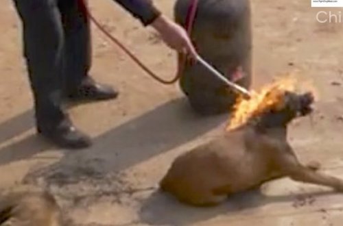 DƏHŞƏT! Ətini əldə etmək üçün iti diri-diri yandırıblar