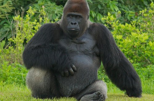 ABŞ-ın ən yaşlı meymunu öldü