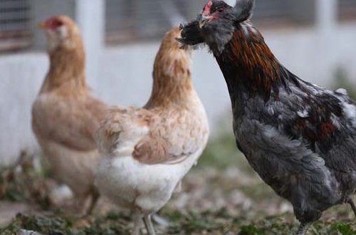 Bu toyuqlar 1000, yumurtası isə 10 AZN-ə satılır – FOTO