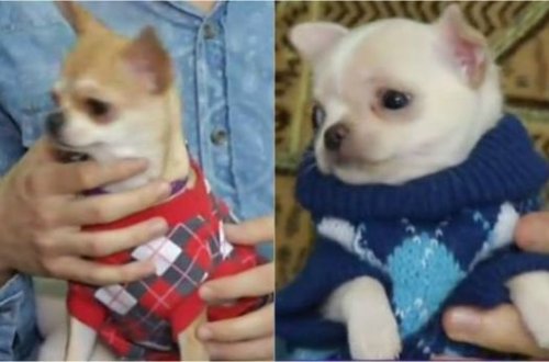 Bakıda qeyri-adi biznes: 3 aya 2000 manat – VİDEO