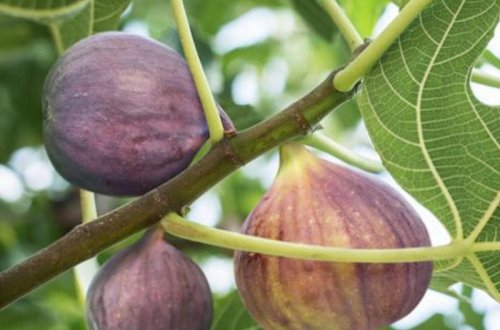 İnsanlıq tarixini formalaşdıran ağac - FOTOLAR