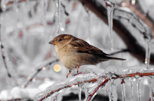 Sabah QAR YAĞACAQ - HAVA PROQNOZU