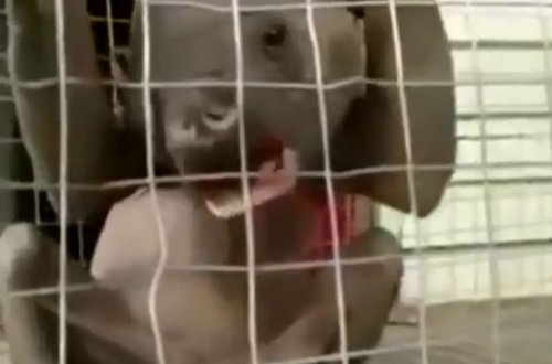 Şok: Meşədə iki kəndlini parçalayan qəribə məxluq diri ələ keçdi -Video 