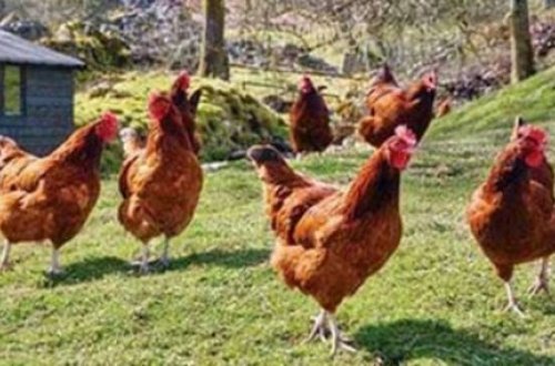 “Hər ailə 100 toyuq saxlasın, onda kasıb qalmayacaq” - Maraqlı təklif