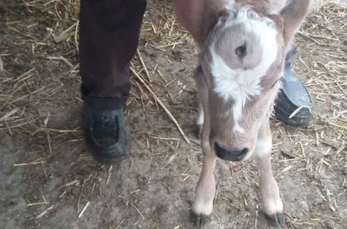 Azərbaycanda üç gözlü buzov doğulub – FOTO