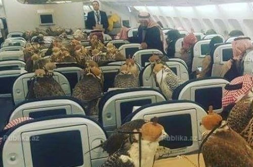 Şok görüntülər: Azərbaycanda ov edən ərəb şeyxləri elə bir şey etdi ki... - FOTO+VİDEO