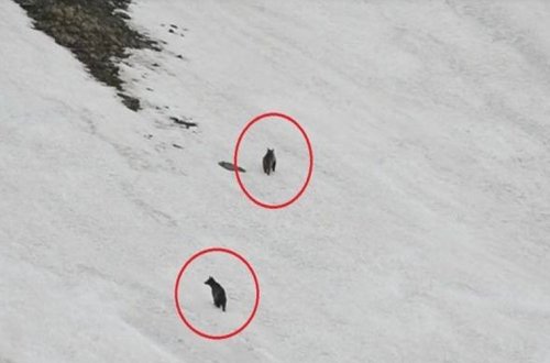 Azərbaycanda ayılar kameraya tuş gəldi — VİDEO