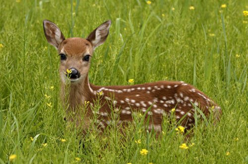 Həyətindəki 8 ceyranı könüllü olaraq nazirliyə verdi