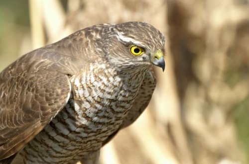 Ərəb şeyxlərinin quşları üçün hospital da var – FOTO