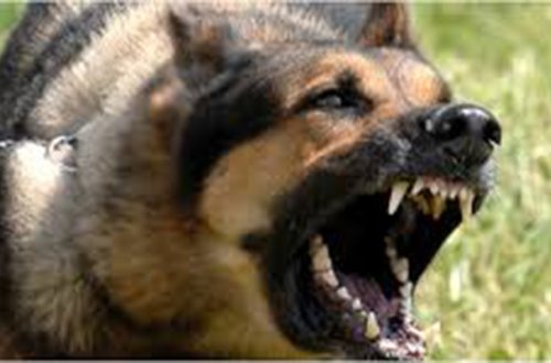 İti güllələmək istədi, özünü öldürdü