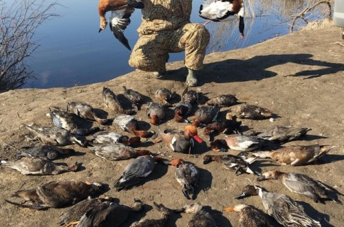 Ərəblərin Azərbaycanda ov görüntüləri – (FOTO, VİDEO)