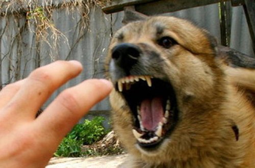 ŞOK - İsmayıllıda it öz sahibini parçaladı