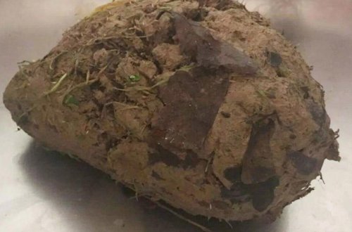 İti bağçadan tapıb gətirmişdi, görün nə imiş - VİDEO 