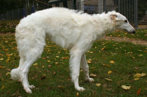 Dünyanın 35 ən böyük itləri - ŞOK FOTOLAR+VİDEO