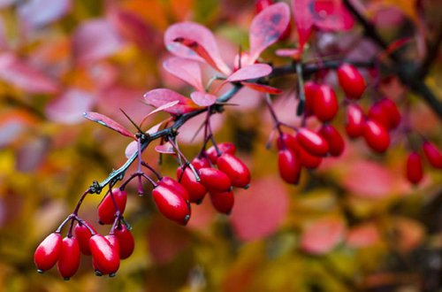 Şəkərli diabet xəstələrinə bu giləmeyvəni yemək məsləhət görülür