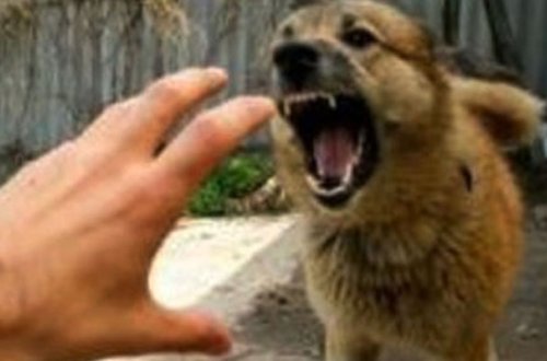 36 yaşlı kişini çaqqal dişlədi