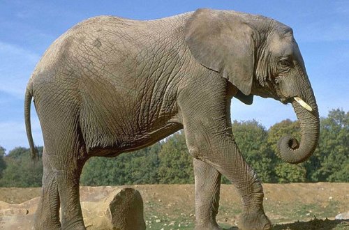 Fil turistə hücum edb – VİDEO