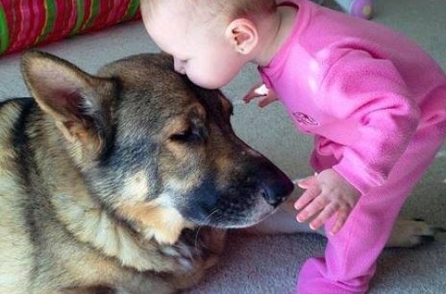 İt onunla oynayan körpəni belə dişlədi- VİDEO- DİQQƏTLİ OLUN!