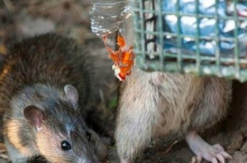 Siçovullar ölümcül xəstəliklər yayırlar