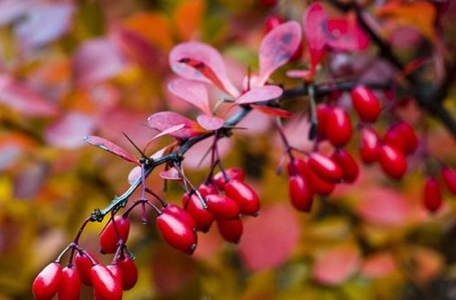 Şəkərli diabet xəstələrinə məsləhətli giləmeyvə