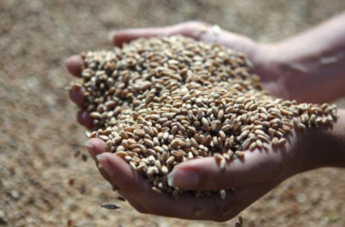 Çeçenlərə yardım edən azərbaycanlı avtoritet - GİZLİ TARİX