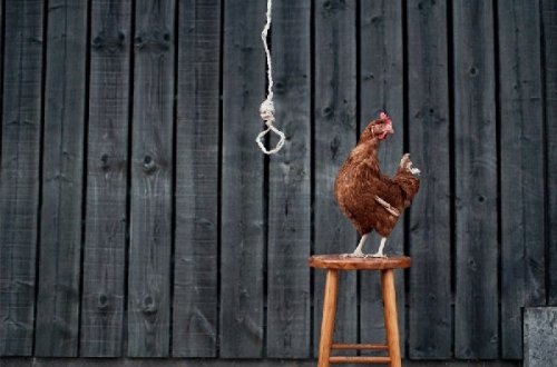 Heyvanlar intihar edirmi? - Elm aləmini çarəsiz qoyan sual -FOTOLAR