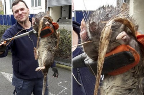 Londonda uşaq meydançasında tapılan nəhəng “bədheybət siçovul”