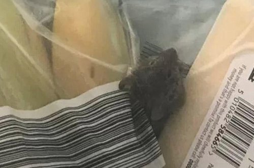 Mağazadan gətirilən sifarişin içindən siçan ölüsü çıxdı - FOTO