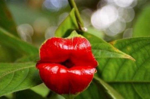 Dünyanın ən qəribə çiçəkləri - FOTOLAR