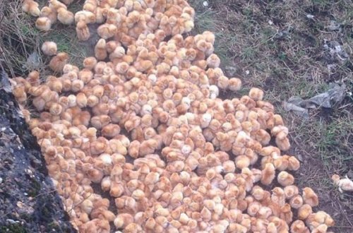 Britaniyada birgünlük cücələr ölümə tərk edilib