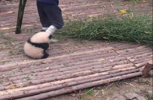 “Yapışqan panda” ilə video interneti partlatdı – VİDEO