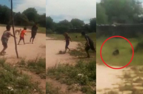 Şok kadrlar: uşaqlar sirli məxluqdan qorxdular - VİDEO