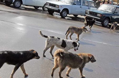Bakıda sahibsiz itləri axtalayacaqlar...