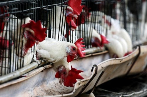 Moskvada `quş qripi` aşkarlanıb