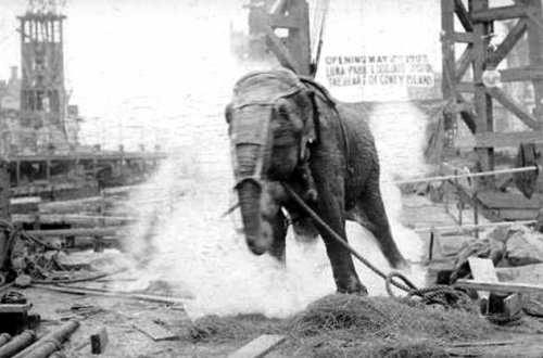 Məhkəmənin tokla öldürdüyü fil – TARİXİ VİDEO