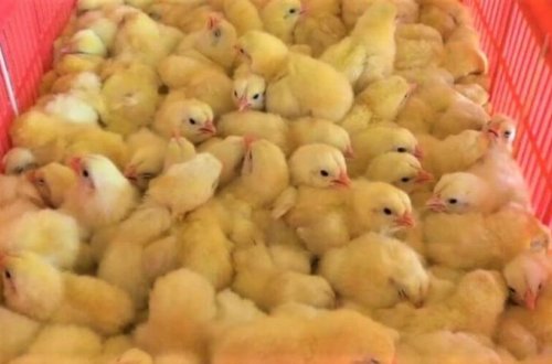 Bu adamlar cücələrlə... - İnsanlıqdan kənar mənzərə FOTO və VİDEODA