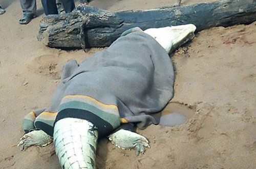 İtmiş uşaq timsahın qarnından çıxarıldı - VİDEO