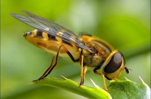 Arı oğurladı, tutuldu