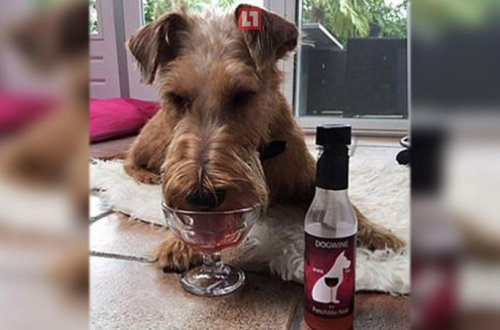 İtlər və pişiklər üçün şərab istehsal olundu