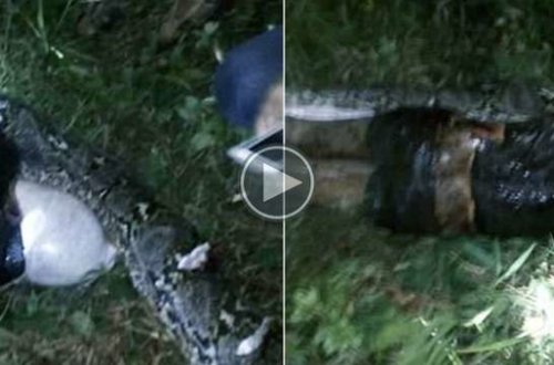 Pitonun qarnını yardılar, içindən 25 yaşlı dostları çıxdı - VİDEO (16+)