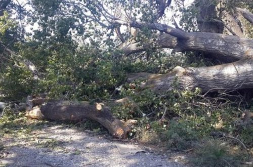 Bakıda külək 3 ağacı aşırdı, 15-ə yaxın ağac...