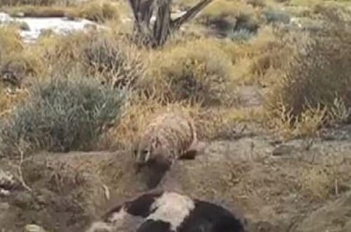 DÜNYADA İLK - Porsuq iri inək cəmdəyini basdırarkən görüntüləndi -  VİDEO