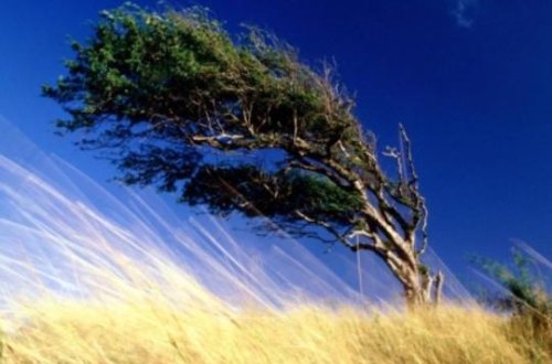 Ötən gün əsən güclü küləyin sürəti açıqlandı- Rəsmi
