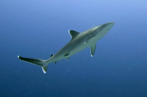 Köpək balığı gənclərə hücum etdi, qayığı parçaladı - VİDEO