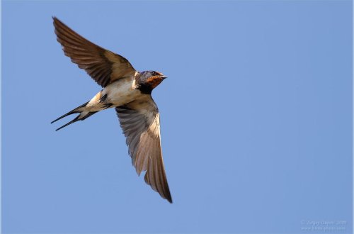 Qaranquşlar Bakıya niyə gəlmir?
