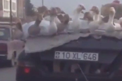 Bu görüntülər Bakıda çəkildi - Dünyanın bir çox televiziyaları yayımladı - VİDEO