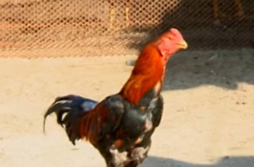 Sumqayıtda avtomobil qiymətinə xoruz - 