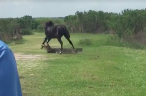 Atla timsahın nəfəs kəsən SAVAŞI - VİDEO