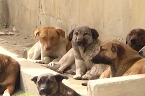 Paytaxt sakinləri qorxu içində - Qurumlar isə biganədir - VİDEO 