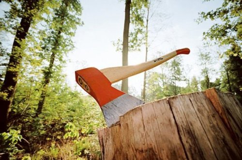 İcra başçısı göstəriş verdi, ağacları kəsib yerində bina tikəcəklər: Yasamalda 